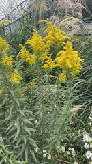 Solidago