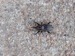 Sphenophorus australis