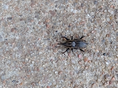 Sphenophorus australis
