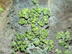 Lecanora epanora