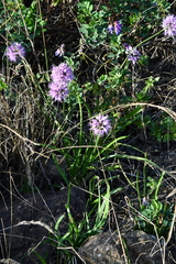 Allium spirale