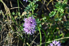 Allium spirale