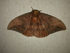 Eacles imperialis nobilis