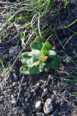 Orostachys malacophylla