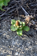 Orostachys malacophylla