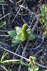 Orostachys malacophylla