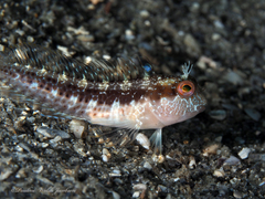 Parablennius marmoreus