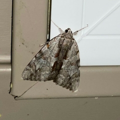 Catocala insolabilis