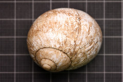 Helix nucula
