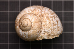 Helix nucula