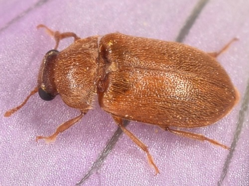Raspberry Fruitworm Beetle photo 3
