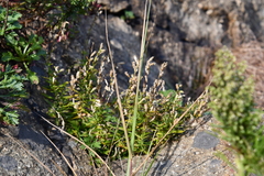 Silene foliosa