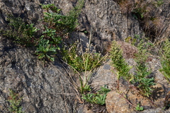 Silene foliosa