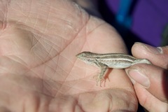 Sceloporus virgatus