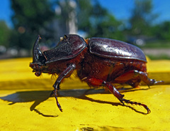 Oryctes nasicornis