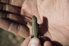 Sceloporus virgatus