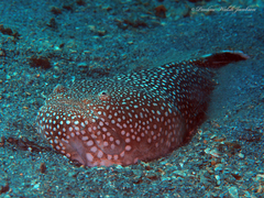 Astroscopus y-graecum