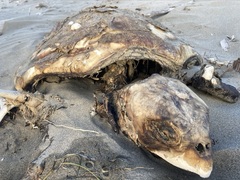 Caretta caretta