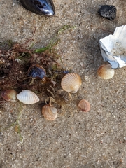 Cerastoderma edule
