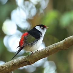 Ilicura militaris