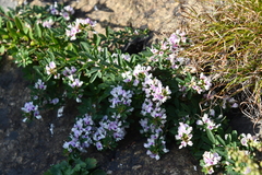 Lespedeza juncea