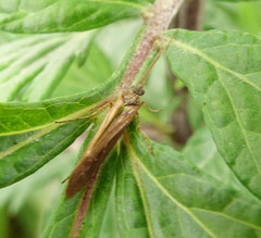 Limnephilus auricula