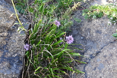 Allium spirale
