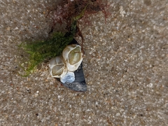 Amphibalanus improvisus