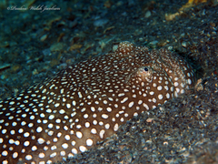 Astroscopus y-graecum