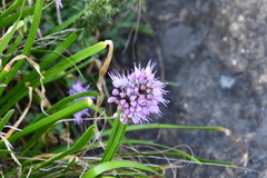 Allium spirale