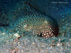 Astroscopus y-graecum