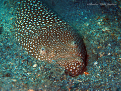 Astroscopus y-graecum