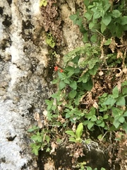 Erythranthe verbenacea