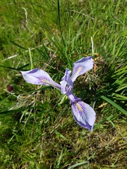 Iris tenax