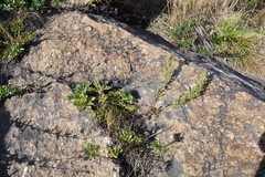 Artemisia littoricola