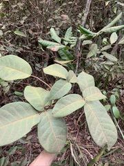 Tabebuia elliptica