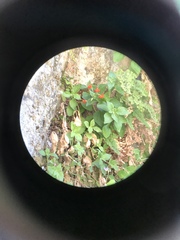 Erythranthe verbenacea