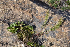 Artemisia littoricola