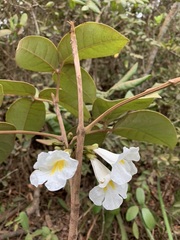Tabebuia elliptica