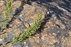 Artemisia littoricola
