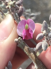 Olneya tesota