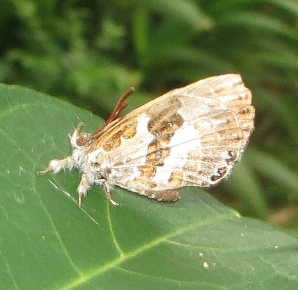 Common Woollylegs