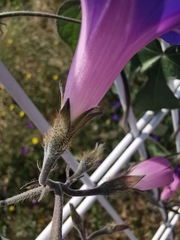 Ipomoea purpurea