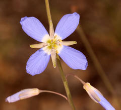 Heliophila lactea