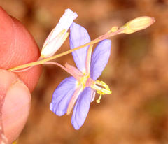 Heliophila lactea
