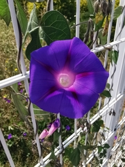 Ipomoea purpurea