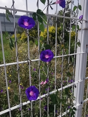 Ipomoea purpurea