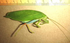 Zabalius ophthalmicus