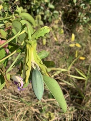 Passiflora mucronata