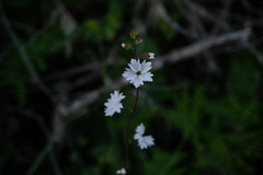 Lithophragma affine